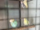 Love Birds