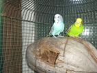 Love Birds