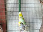 Love Birds