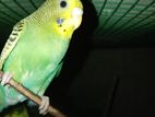 Love Birds