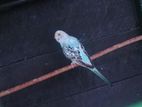 Love Birds