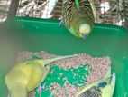 Love Birds