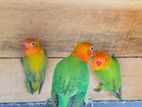 African Love Birds