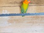 Love Birds