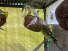 love birds