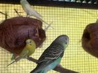 Love Birds