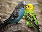 Love Birds