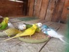 Love Birds