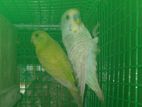 Love Birds
