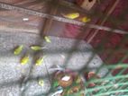 Love Birds