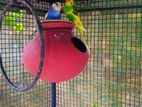 Love Birds
