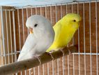 Love Birds