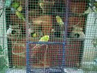 Love Birds
