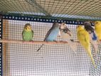 Love Birds