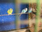 love birds