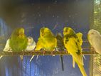Love Birds
