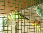 Love Birds