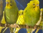 Love Birds