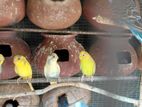 Love birds