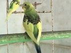 Love Birds