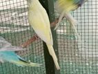Love Birds