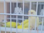 Love Birds