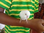 Love Birds
