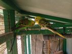 Love Birds