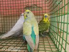 Love Birds