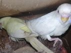Love Birds