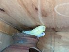 Love Birds
