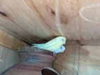 Love birds