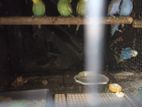 Love Birds