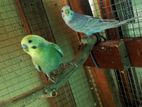 Love Bird