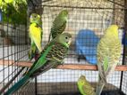 Love Birds