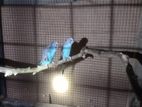 Love Birds