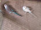 Love Birds