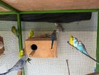 Love Birds