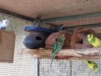 Love Birds
