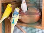 Love Birds