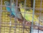 Love Birds