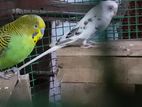 Love Birds