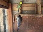 Love Birds