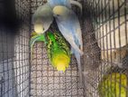 Love Birds