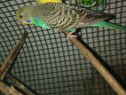 Love Birds