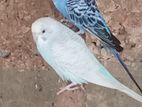 Love Birds