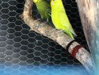 Love Birds