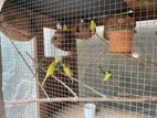 Love Birds