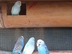 Love Birds