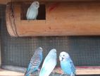 Love Birds